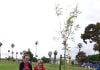 Hemet Women’s Club celebrates Arbor Day with tree planting