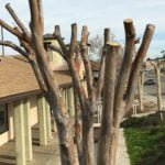 Our Garden Gate: Wrongs are done to trees when topped