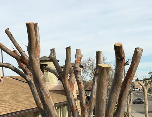 Our Garden Gate: Wrongs are done to trees when topped