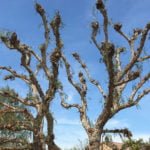 No-Burn order extended for much of Southland through Sunday