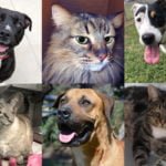 Pets of the Week