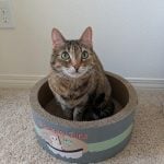 06-14-19-PETS-CAT1