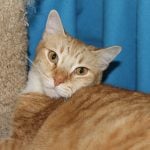 06-14-19-PETS-CAT3