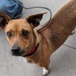 06-14-19-PETS-DOG1