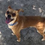 06-14-19-PETS-DOG2