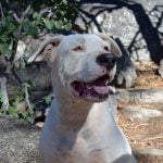 06-14-19-PETS-DOG3