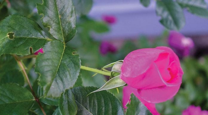 Rose Care FUNdamentals for June 2019 Rose