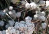 California buckwheat blooms in Anza