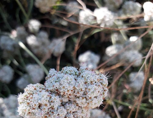 California buckwheat blooms in Anza