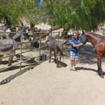 Accredited Villa Chardonnay horse and animal sanctuary, a victim of fraud?