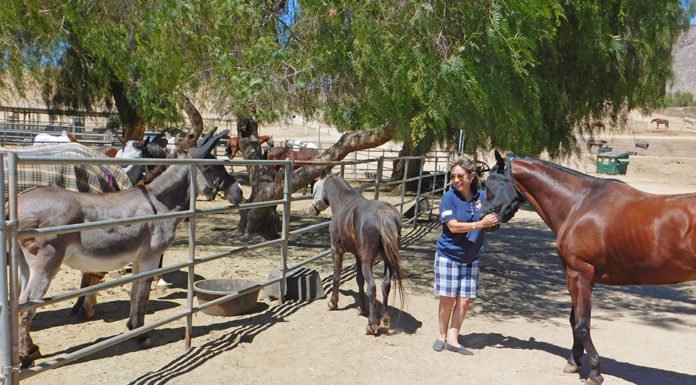 Accredited Villa Chardonnay horse and animal sanctuary, a victim of fraud?