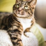 Make a home more cat-friendly