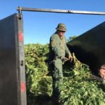 Riverside County sheriffs conduct ‘Marijuana Monday’ enforcement activities