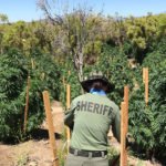 More than 200 tons of marijuana seized from Hemet area in 2019, deputies say
