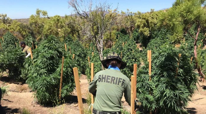 More than 200 tons of marijuana seized from Hemet area in 2019, deputies say