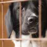 What to expect when adopting a shelter dog