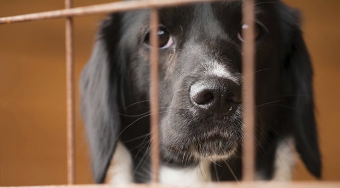 What to expect when adopting a shelter dog