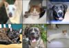 Pets of the Week