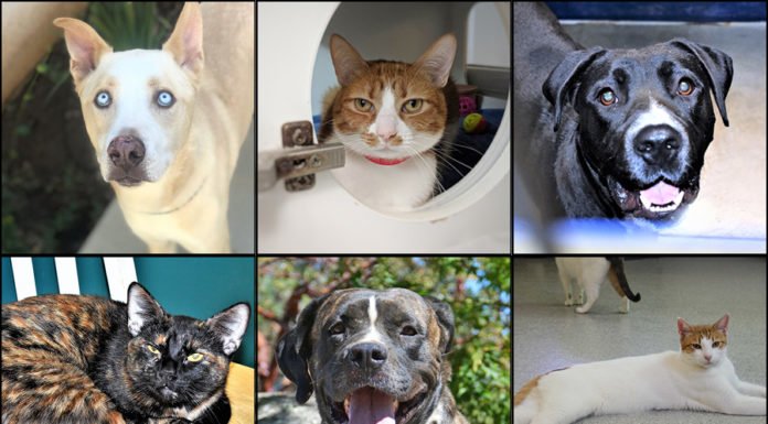 Pets of the Week