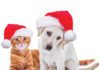 Prepare holiday gifts for four-legged family members