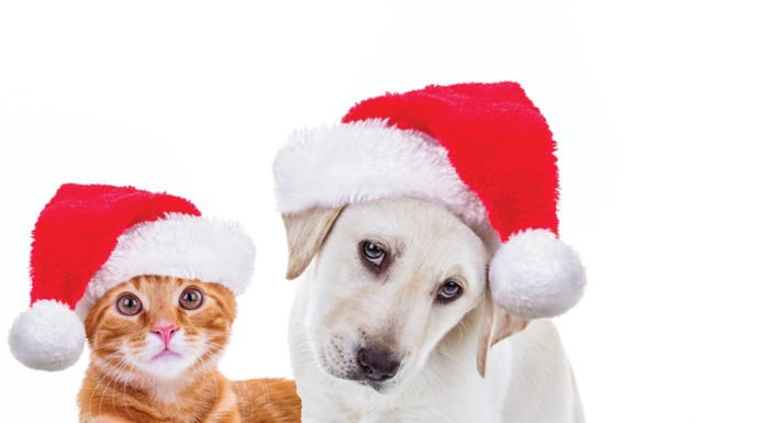 Prepare holiday gifts for four-legged family members