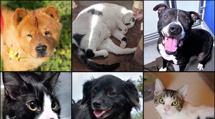 Pets of the Week