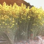 Come shop Anza’s native plant sale