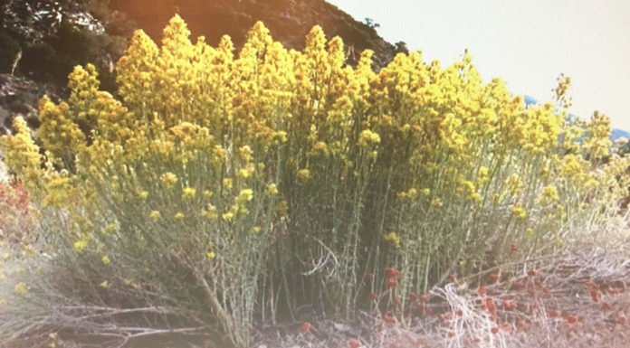 Come shop Anza’s native plant sale