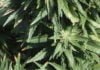 Tribe announces federal approval of reservation hemp program