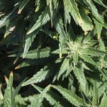 Tribe announces federal approval of reservation hemp program
