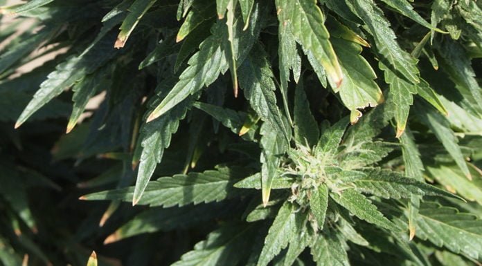 Tribe announces federal approval of reservation hemp program