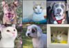 Pets of the Week