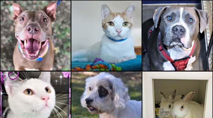 Pets of the Week