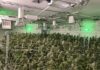Pair suspected of operating indoor marijuana grow at Wildomar property