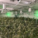 Pair suspected of operating indoor marijuana grow at Wildomar property