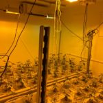 1,000 marijuana plants seized from Lake Elsinore home