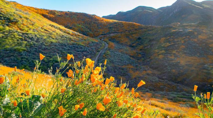 Lake Elsinore candidates set for city council election