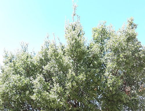 Scrub oak trees provide for many