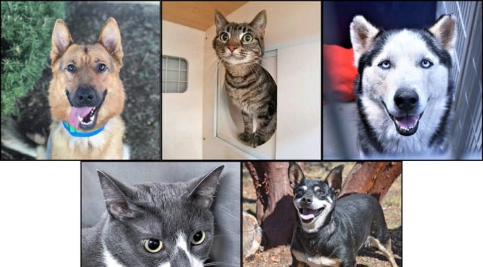 Pets of the Week