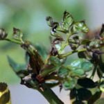 Rose Care FUNdamentals for October 2019