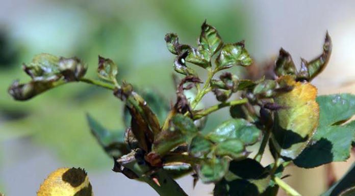 Rose Care FUNdamentals for October 2019