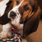 Choose safe and durable chew toys