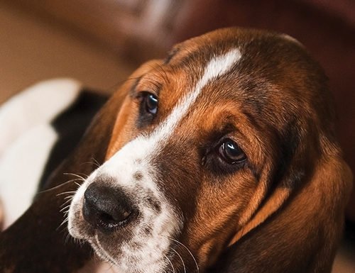 Choose safe and durable chew toys