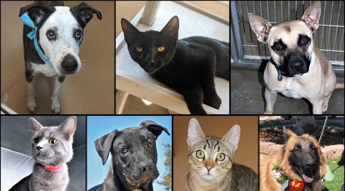 Pets of the Week
