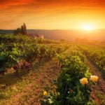 Drink in the nostalgic vistas and taste the grape at the De Portola Wine Trail Harvest Festival