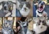 Pets of the Week