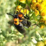 Avoid the black blister beetle