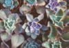Plant Night grows succulents at the Temecula Library