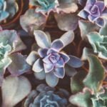 Plant Night grows succulents at the Temecula Library