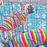 10-25-19-LOCAL-PRIDE Festival-packphoto-5